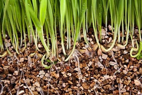 Chất khoáng bón cây có thể tích trữ lượng nhiệt đủ để sưởi ấm cho mùa đông