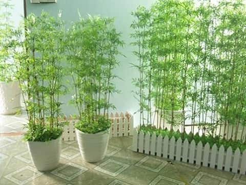 Những loại cây trồng trong nhà cải thiện sức khỏe
