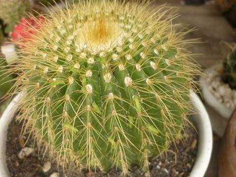 5 loại cây mang nhiều xui xẻo, âm khí không nên trồng trong vườn nhà
