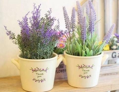Những loại cây trồng trong nhà có tác dụng đuổi muỗi
